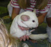 Petting Zoo Petting Zoo